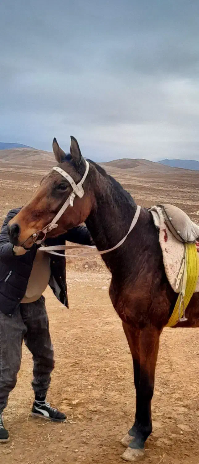 فروش مادیان|اسب و تجهیزات اسب‌سواری|بجنورد, |دیوار