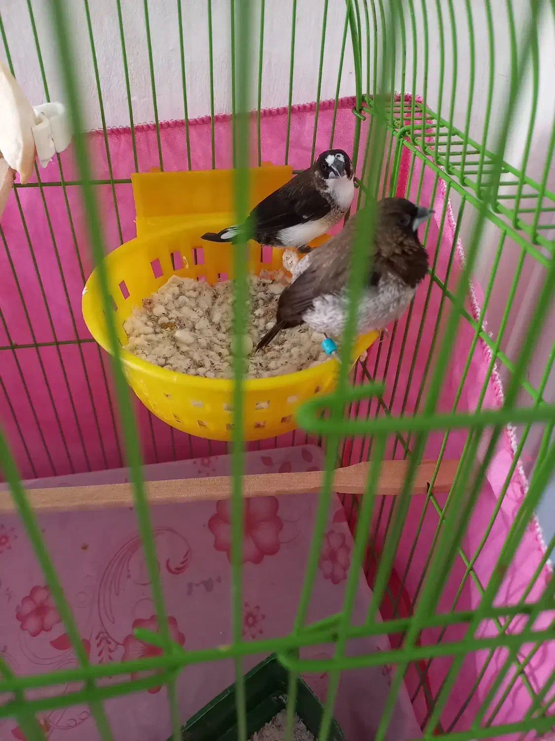 فنچ بنگالی|پرنده|محمدیه-قزوین, |دیوار