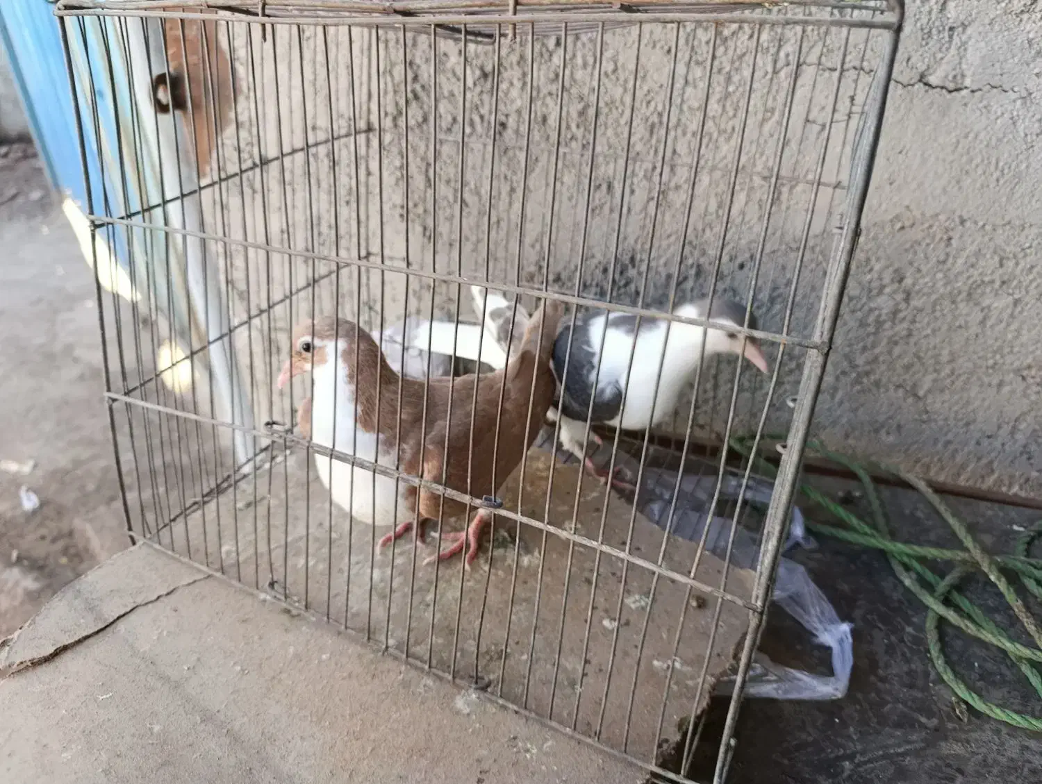 کبوتر چادری|پرنده|پاکدشت, شهرک انقلاب|دیوار