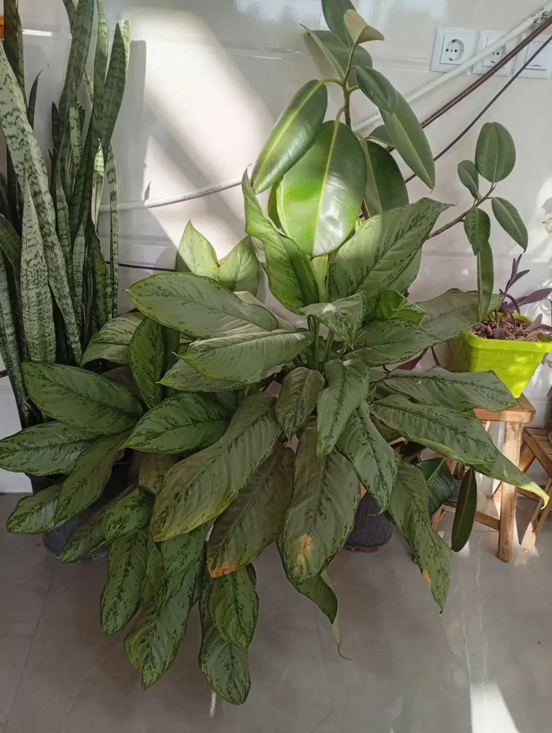 تعدادی گل به قیمت عمده ب فروش می‌رسد|گل و گیاه طبیعی|کازرون, |دیوار