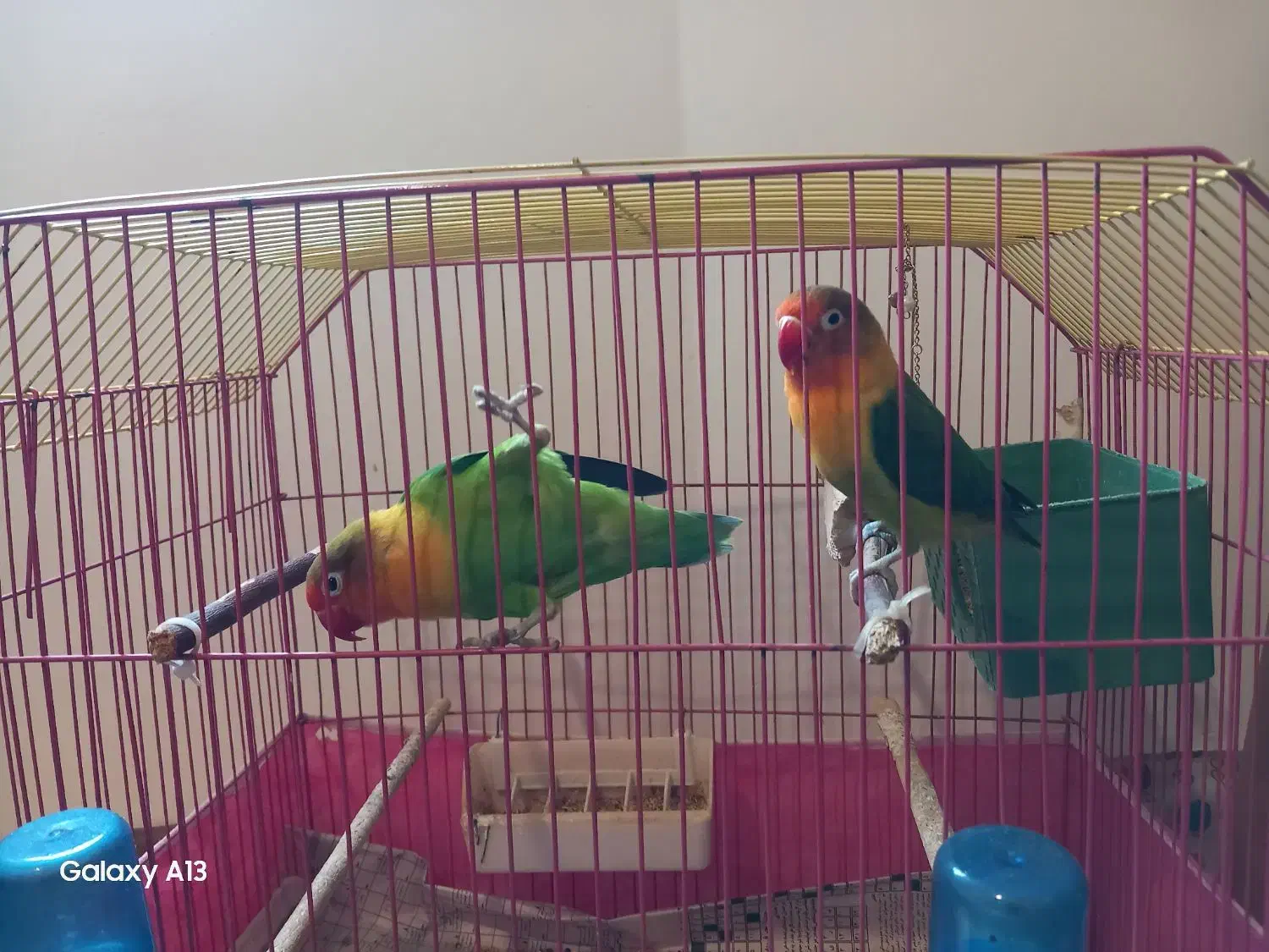 فروش یک جفت طوطی برزیلی|پرنده|کتالم و سادات شهر, |دیوار