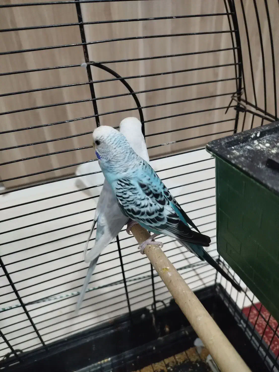 مرغ عشق انگلیسی|پرنده|محمدشهر, ولدآباد|دیوار