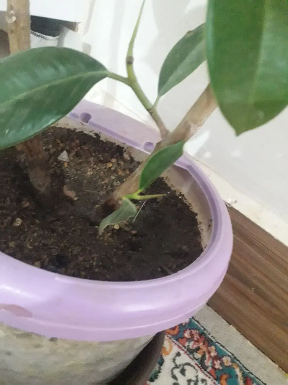 کود|گل و گیاه طبیعی|خرمآباد, |دیوار