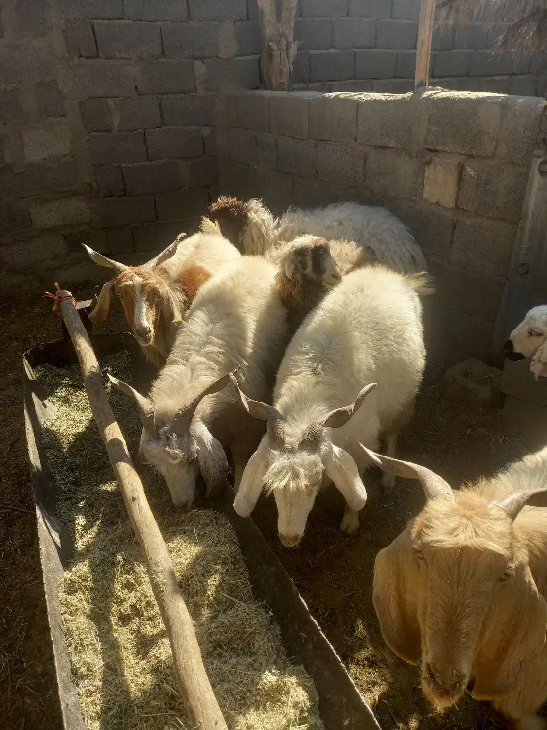 بره شیر|حیوانات مزرعه|سیرجان, |دیوار