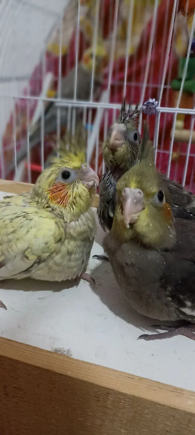 جفت عروس هلندی سخنگو و سه تا جوجه|پرنده|صومعه‌سرا, |دیوار