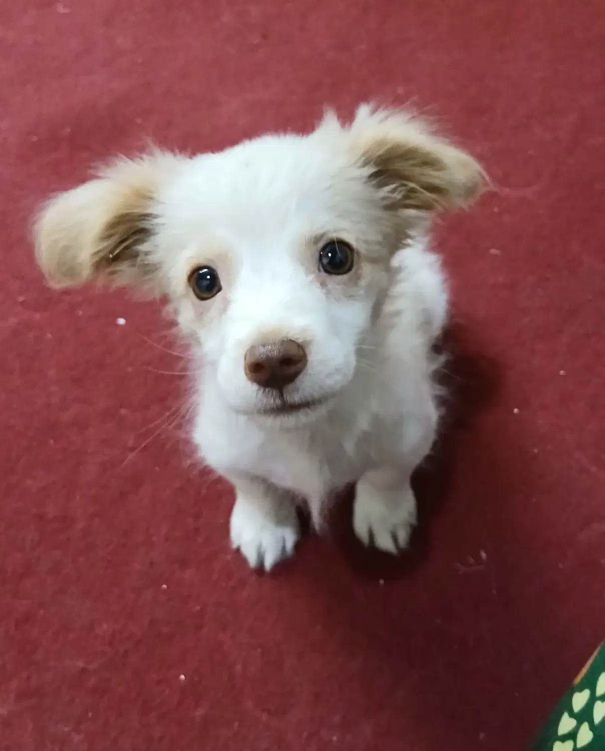 واگذاری سگ|سگ|قرچک, شهرک الحدید|دیوار