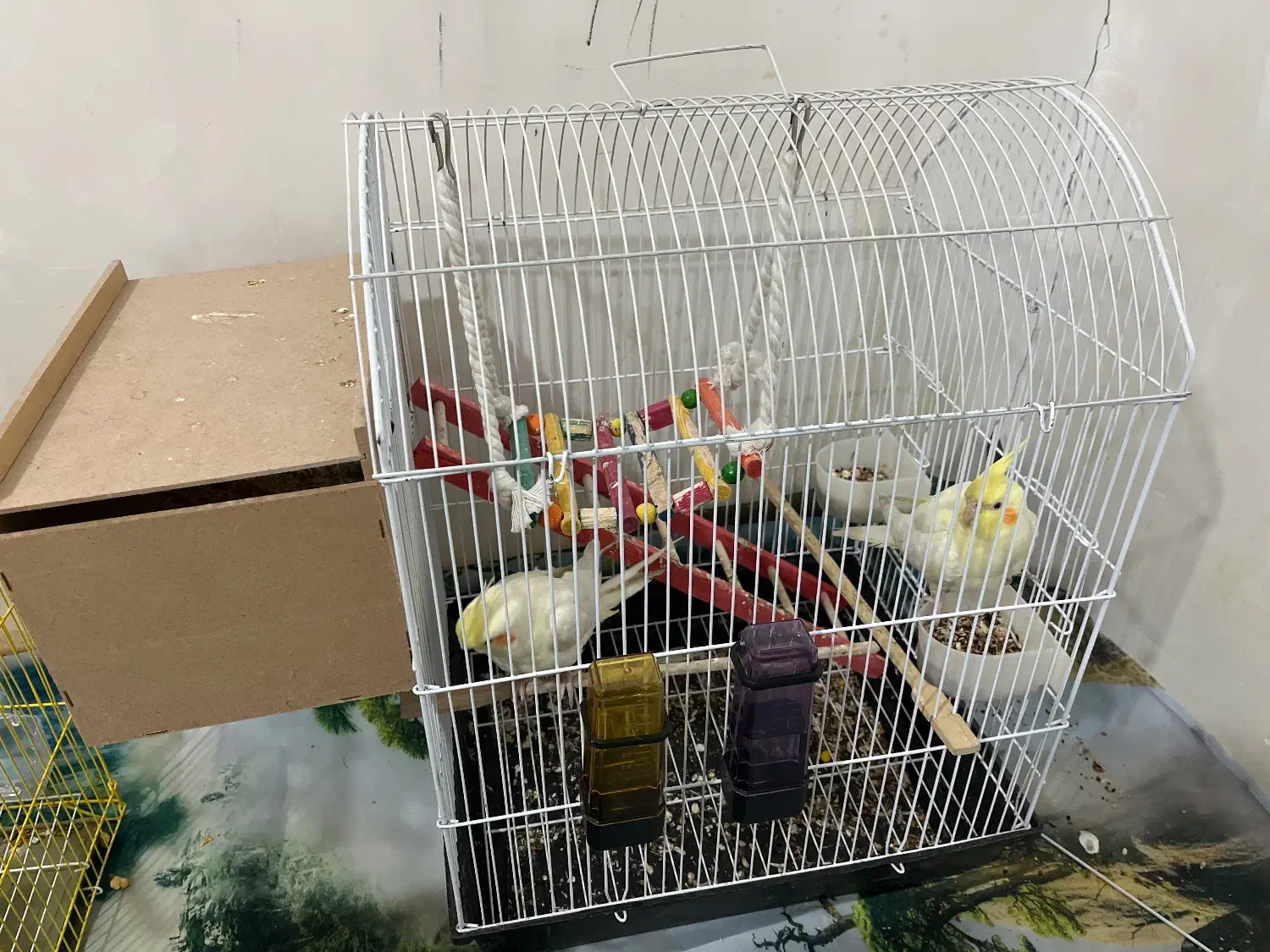 یه جفت عروس هلندی|پرنده|ایذه, |دیوار