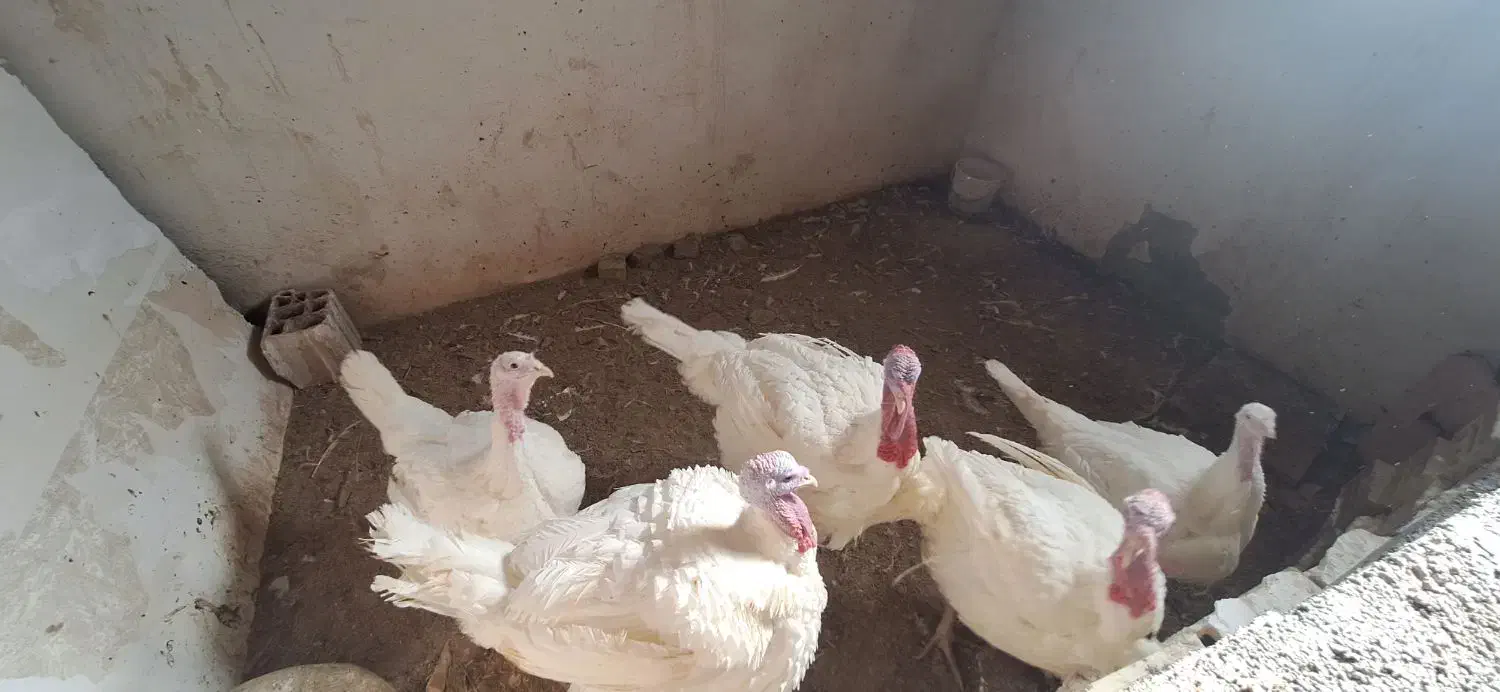 فروش بوقلمون زنده|حیوانات مزرعه|بسطام, |دیوار