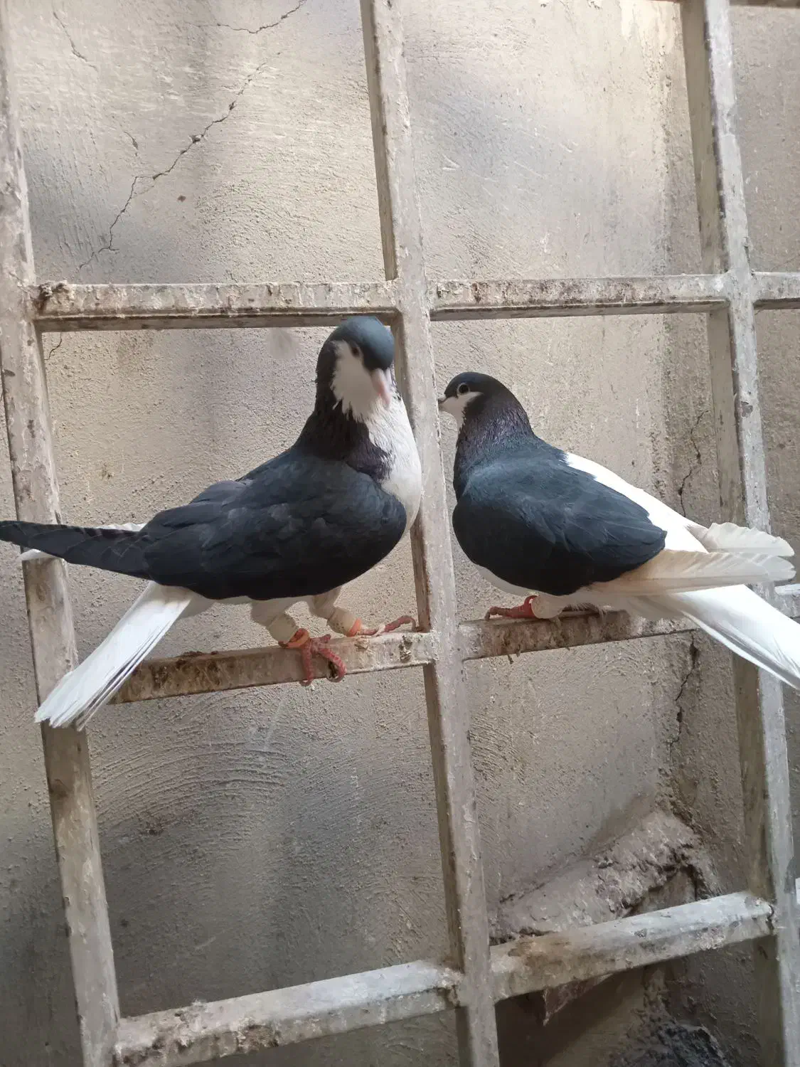 کبوتر|پرنده|الوند, |دیوار