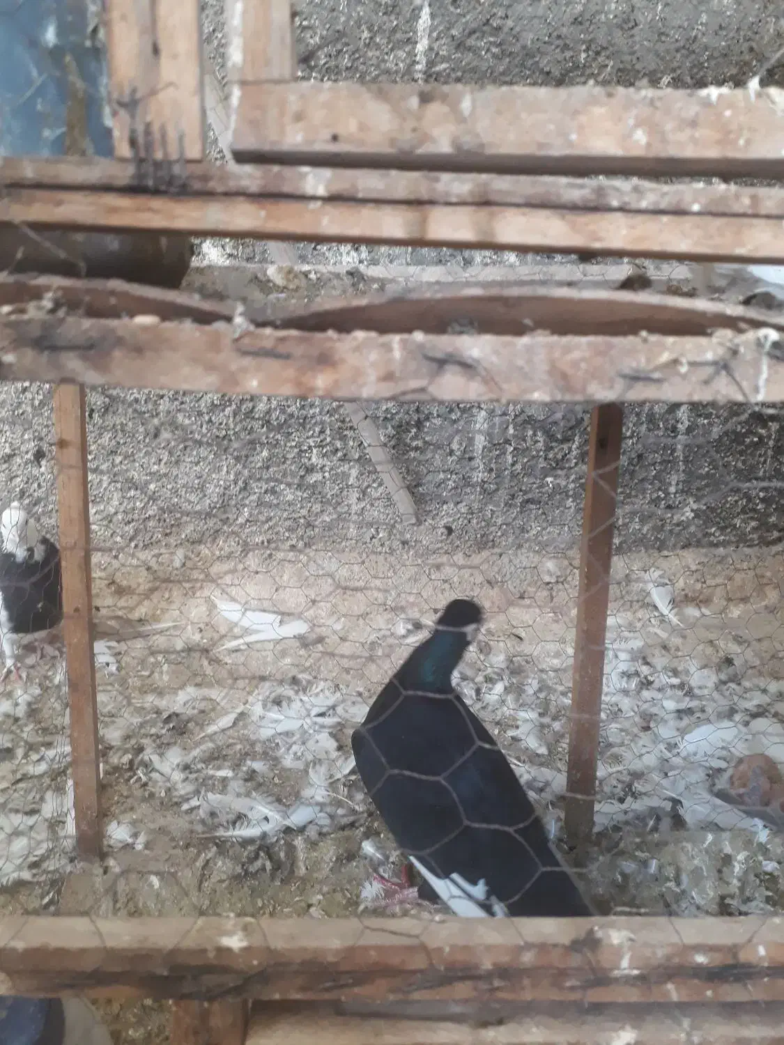 کبوتر غره سوری اصل|پرنده|سمنان, |دیوار