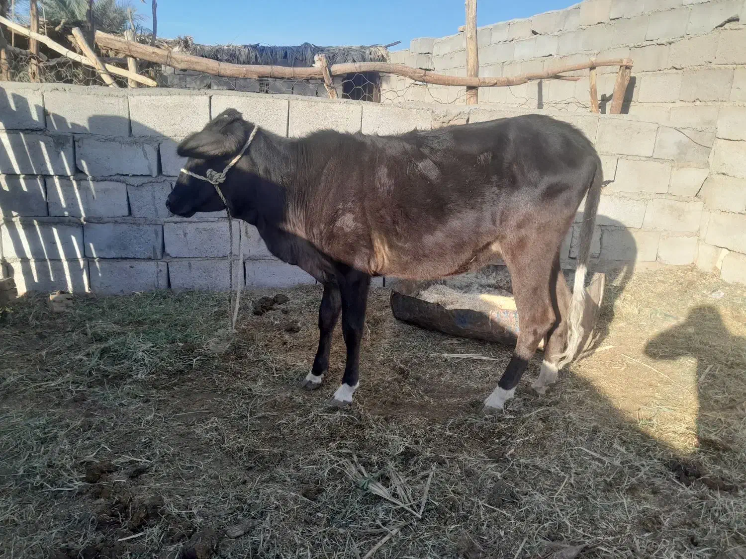 گوساله|حیوانات مزرعه|بم, |دیوار