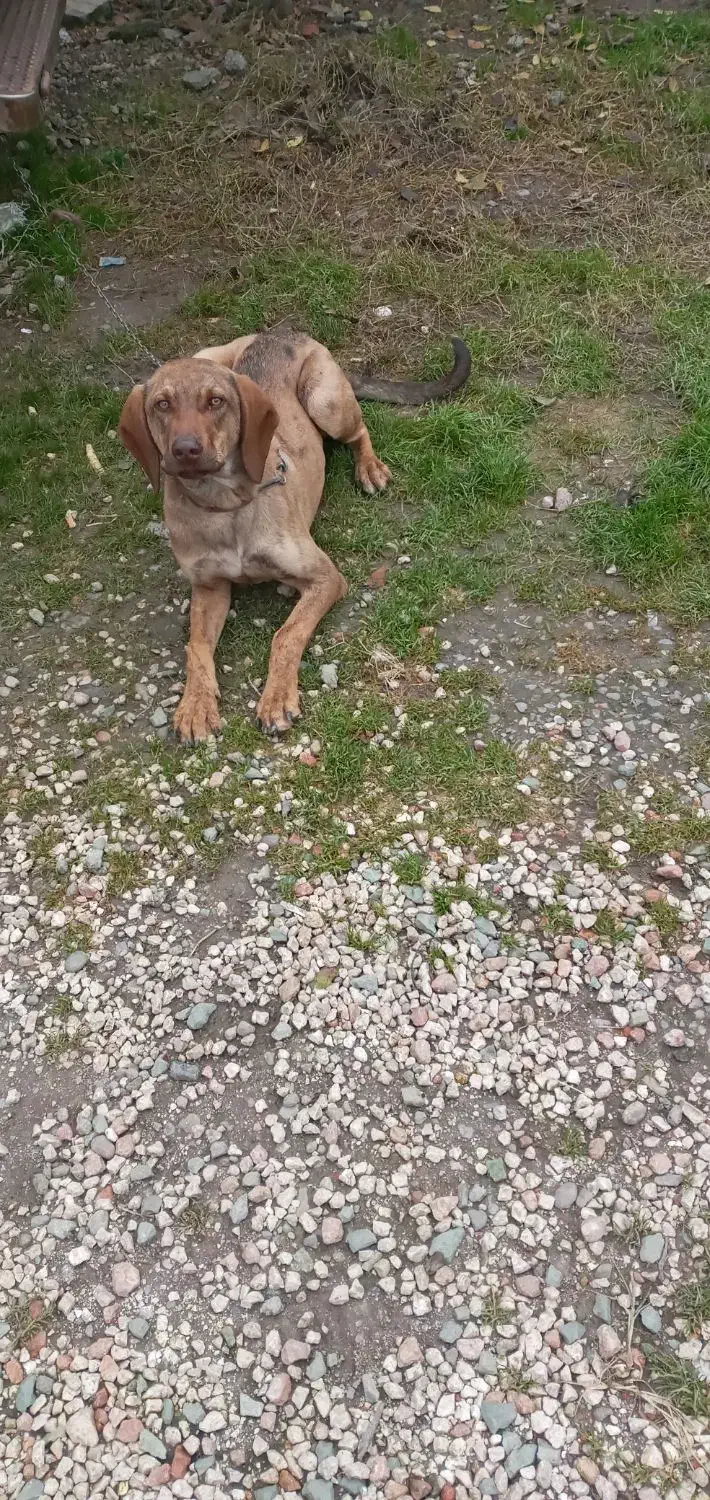 فروش سگ|سگ|لاهیجان, لیل|دیوار