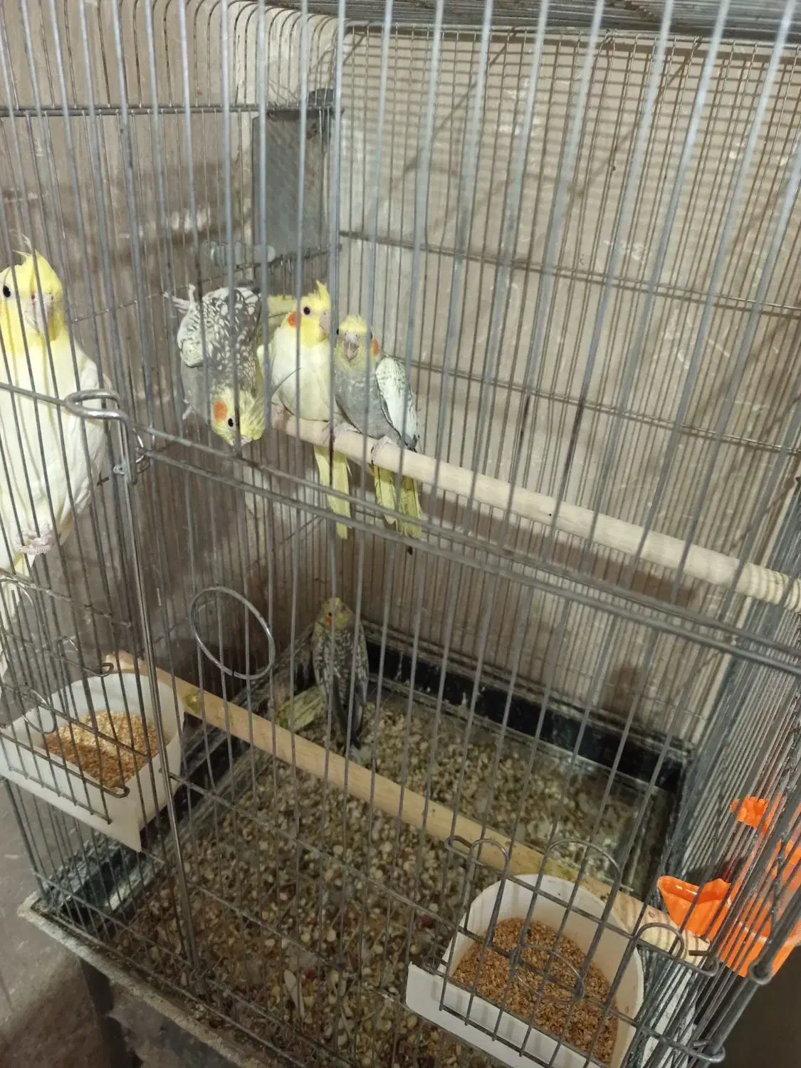 عروس هلندی لوتینو گل باقالی جوجه و مولد|پرنده|قزوین, |دیوار