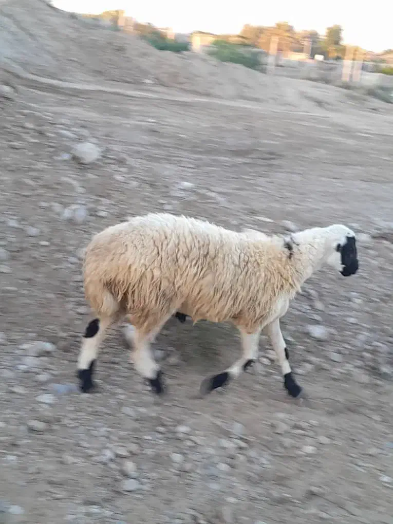 بره نر|حیوانات مزرعه|قلعه قاضی, |دیوار