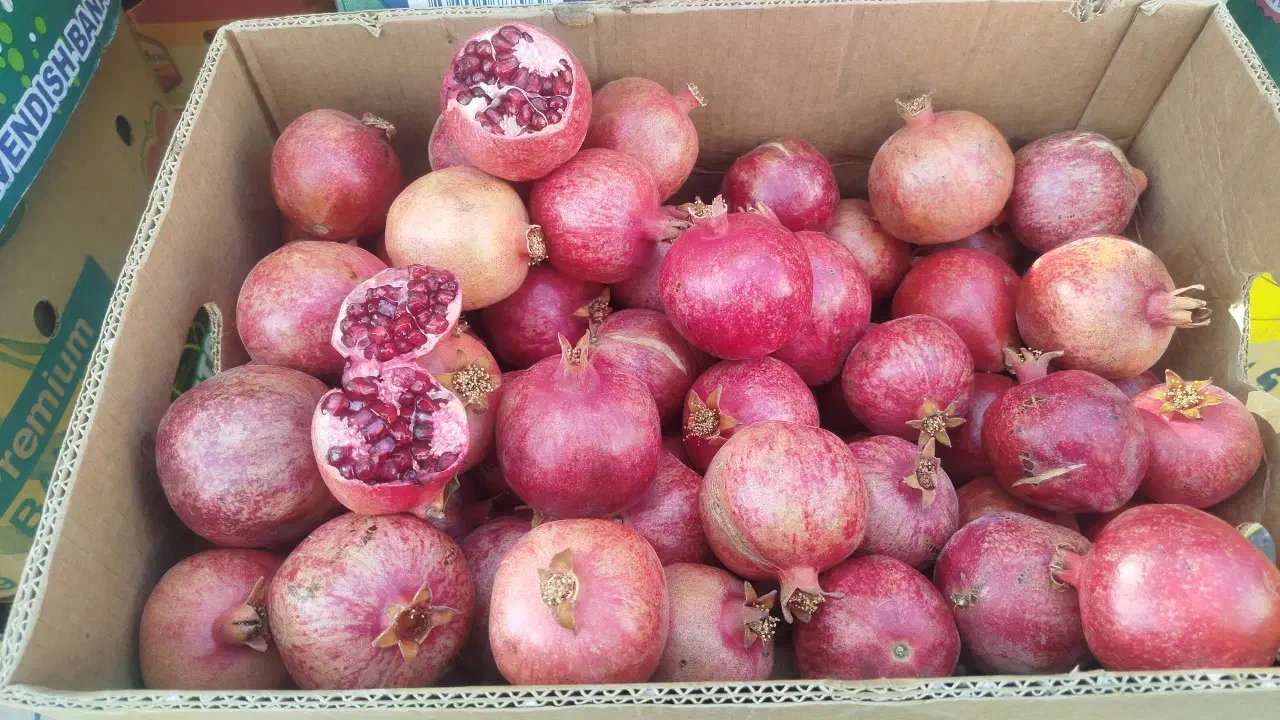 انار انار|خوردنی و آشامیدنی|مشهد, آزادشهر|دیوار