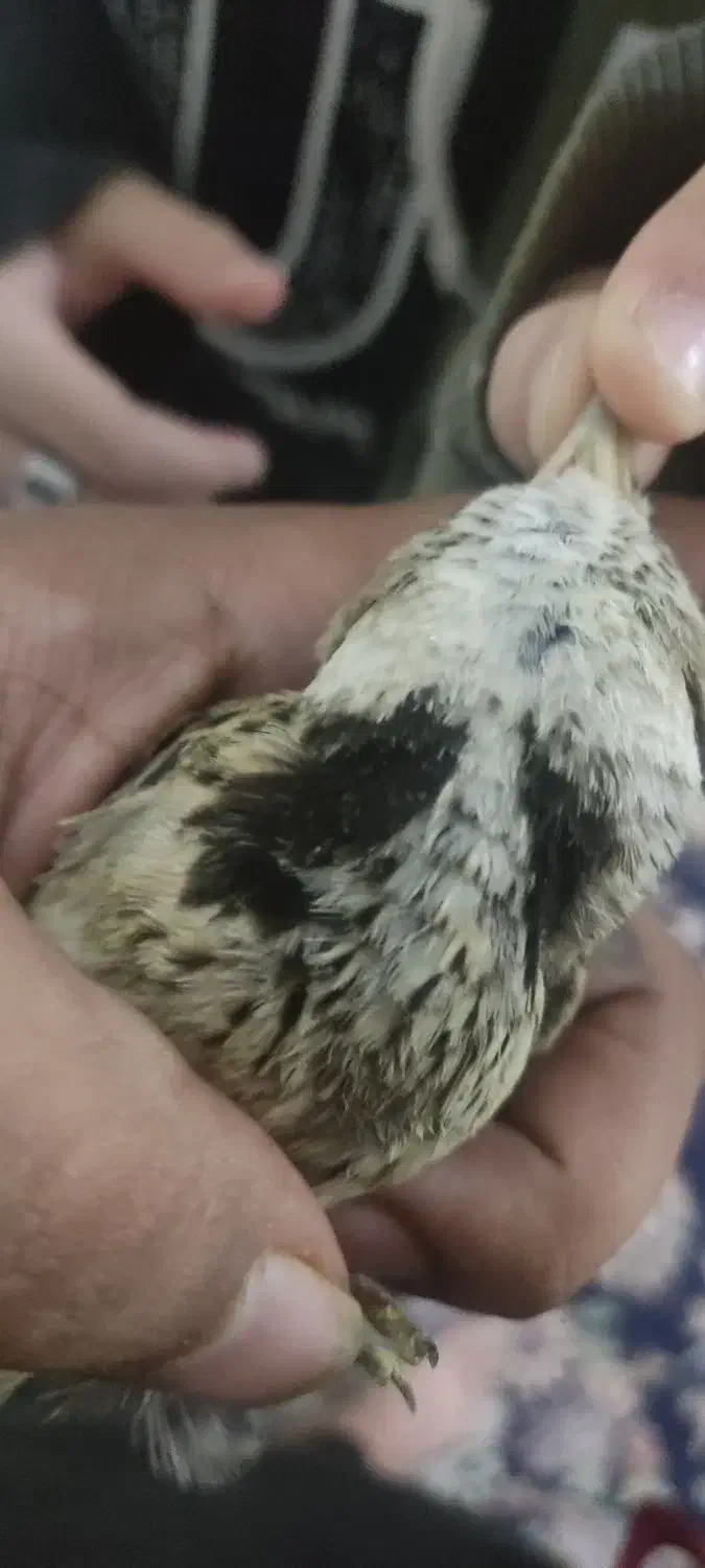 پرنده بخون|پرنده|تهران, ترمینال جنوب|دیوار