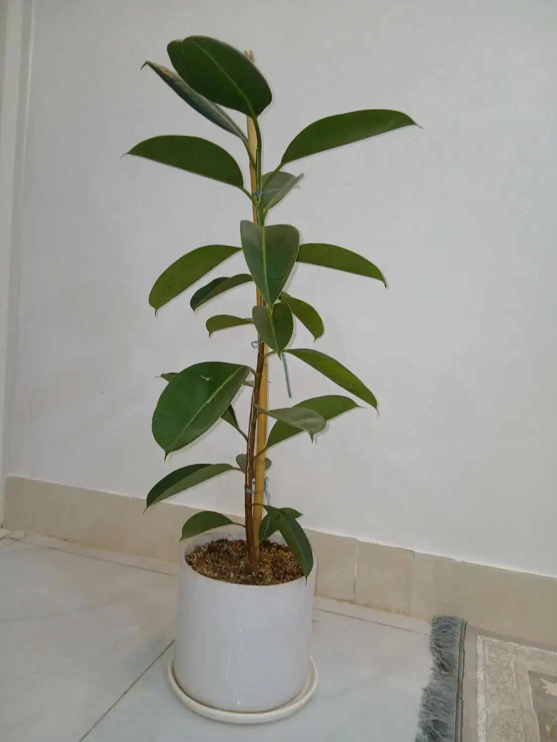 درخت خانگی|گل و گیاه طبیعی|خواف, |دیوار