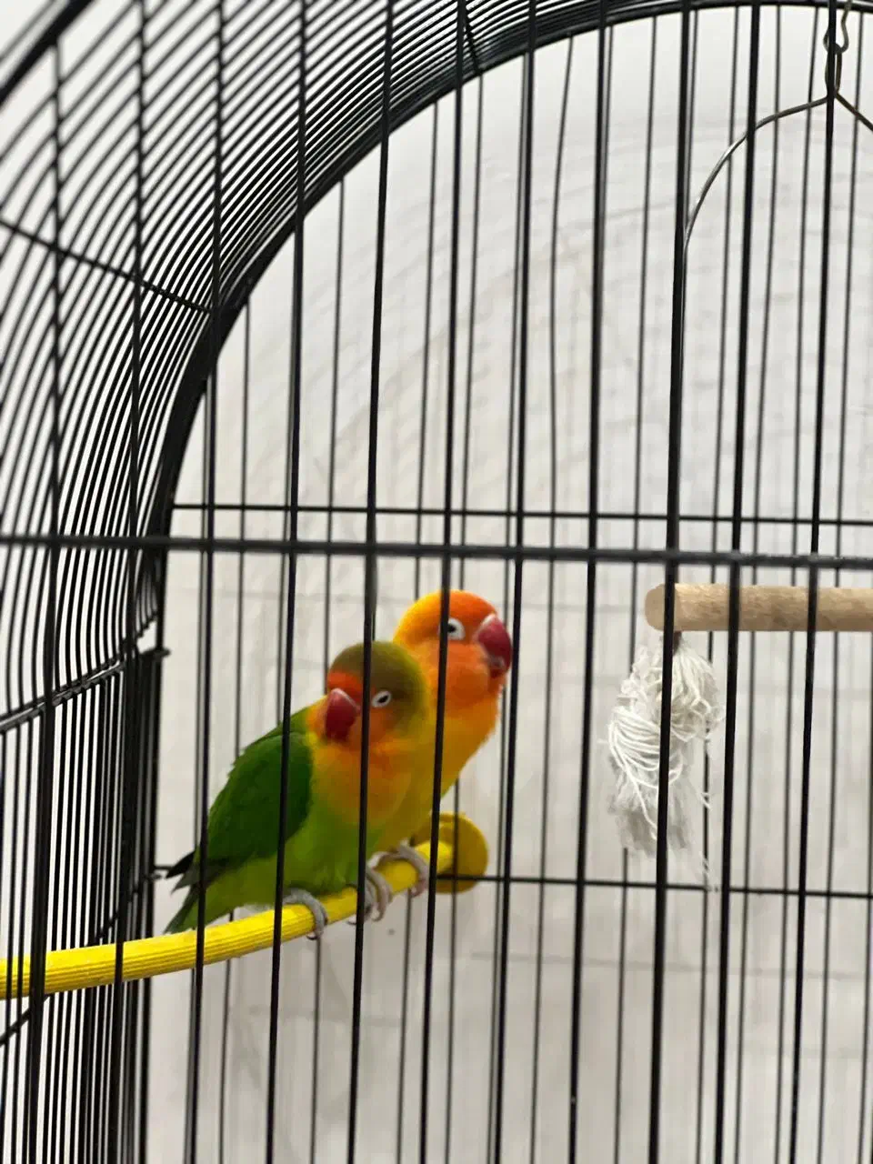 طوطی برزیلی مولد|پرنده|اهواز, شهرک دانشگاه|دیوار