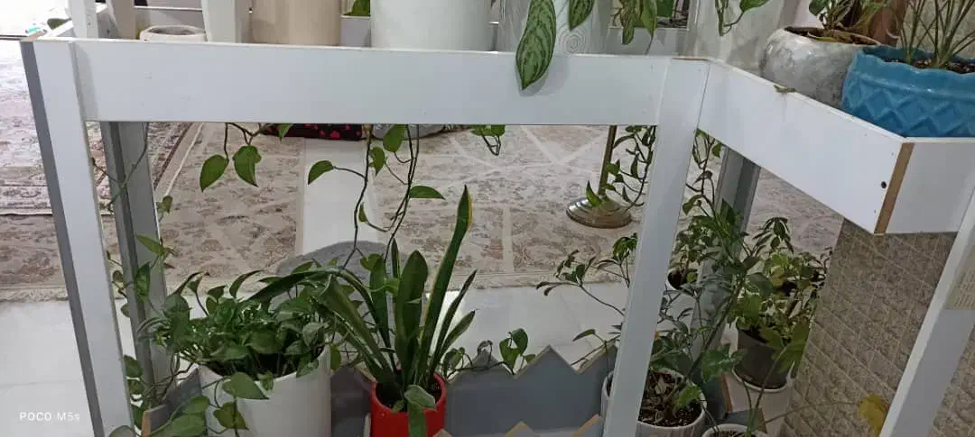 گلخونه ام دی اف|گل و گیاه طبیعی|خرمشهر, |دیوار