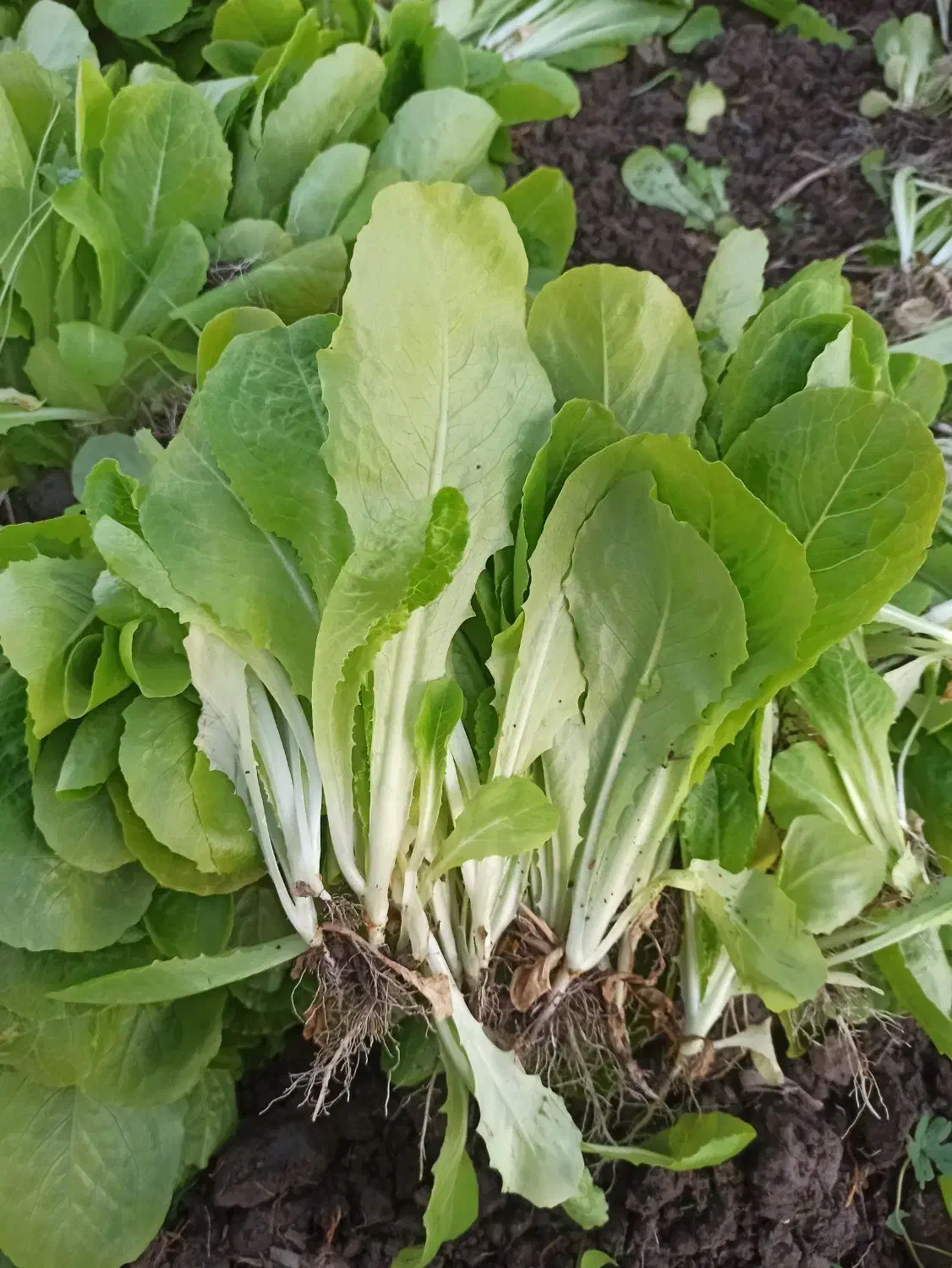 نهال کاهو روغنی|خدمات باغبانی و درختکاری|رستمکلا, |دیوار