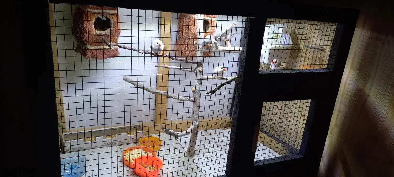 فنچ معاوضه با مرغ عشق یا عروس کار داده لوتینو|پرنده|قوچان, |دیوار