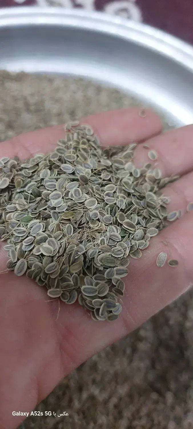 بذر شوید گاوریش|خدمات باغبانی و درختکاری|برازجان, |دیوار