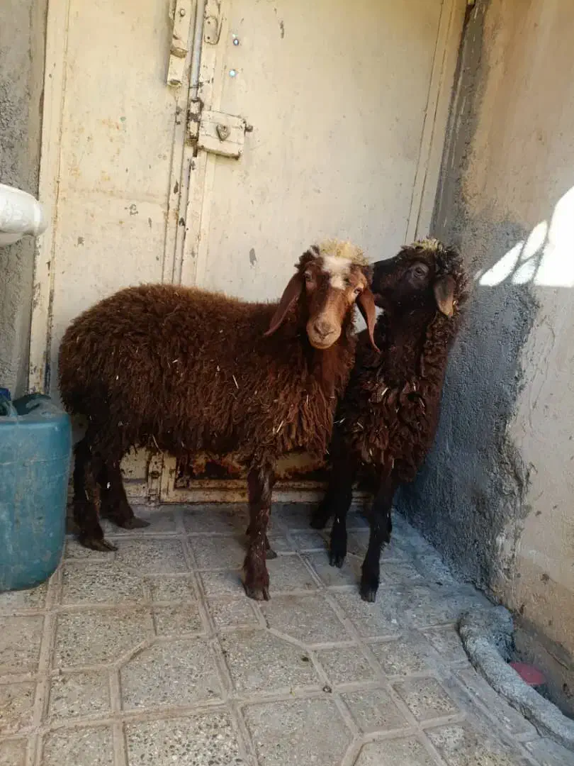 2راس بره ماده سالم سرحال جفتی 19 ملیون|حیوانات مزرعه|مریوان, |دیوار