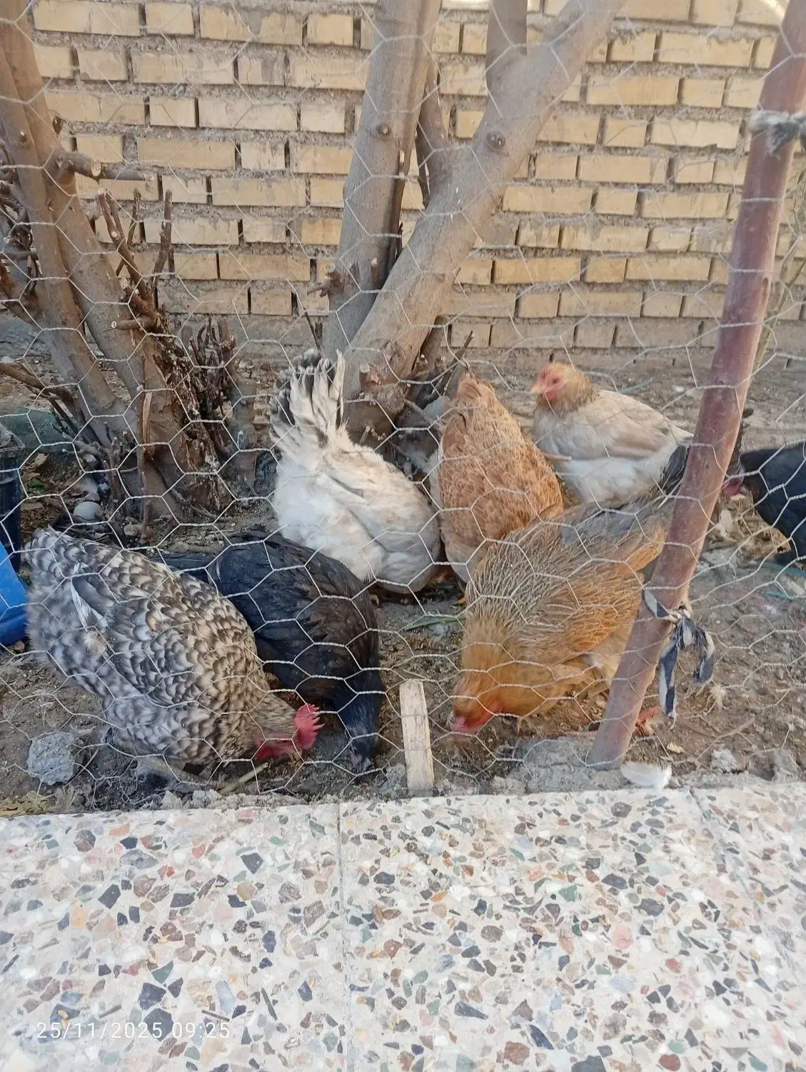 مرغ|حیوانات مزرعه|ایذه, |دیوار