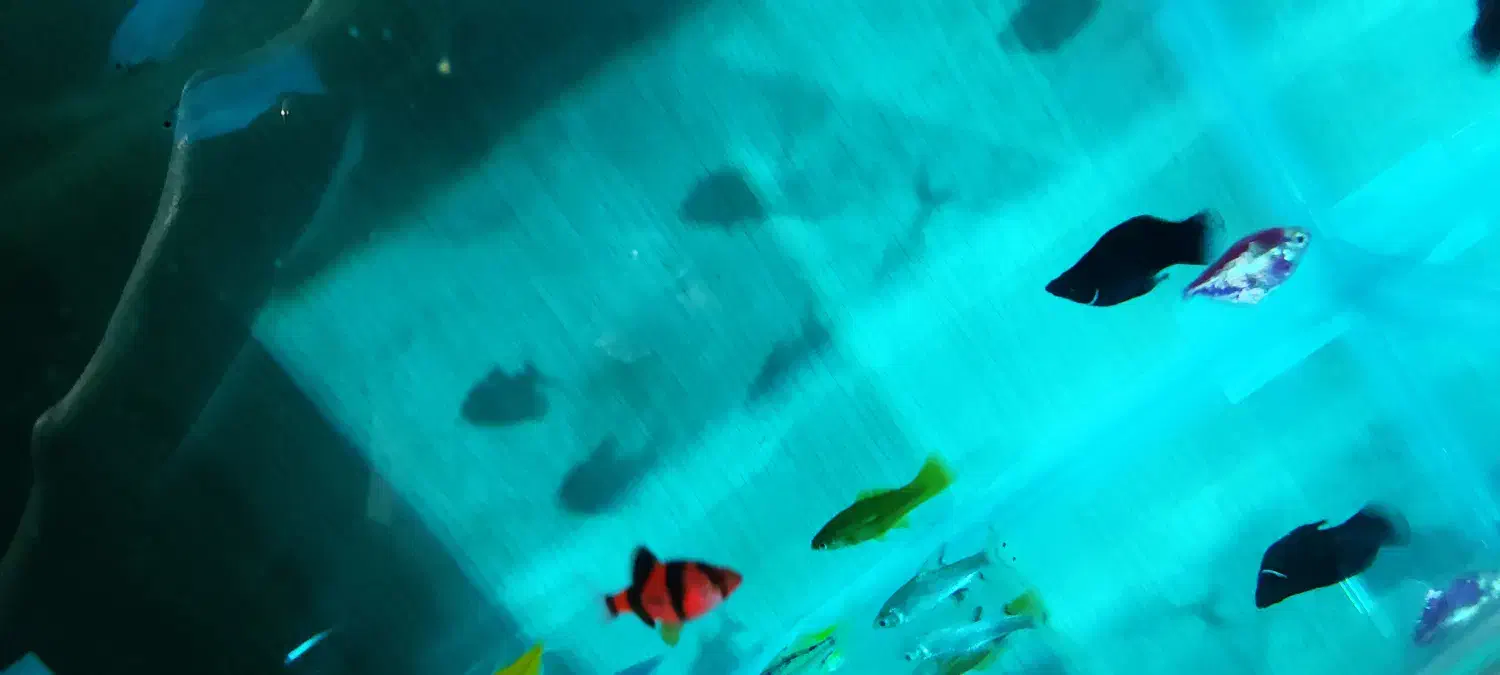 اکواریوم نو نووکامل|ماهی|بهبهان, |دیوار