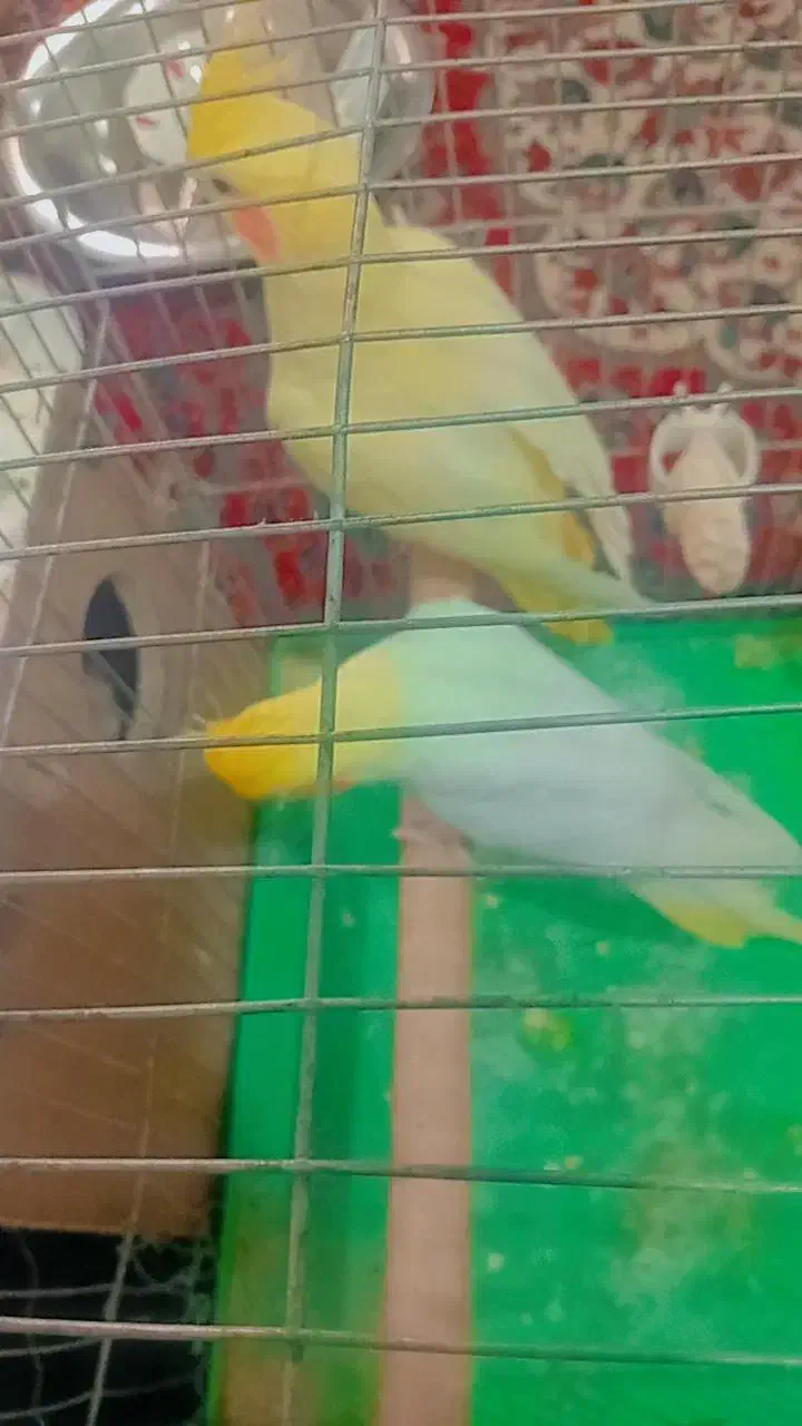 عروس هلندی|پرنده|اهواز, کیانپارس |دیوار