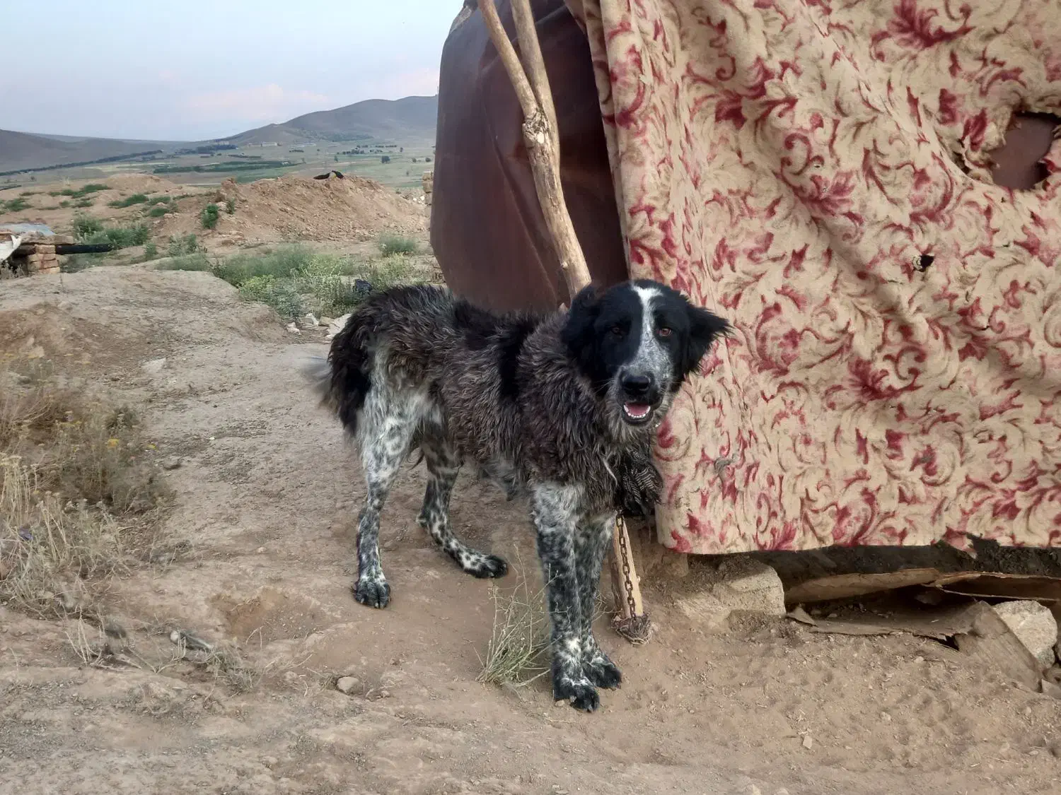 سگ قدرجونی|سگ|داران, |دیوار