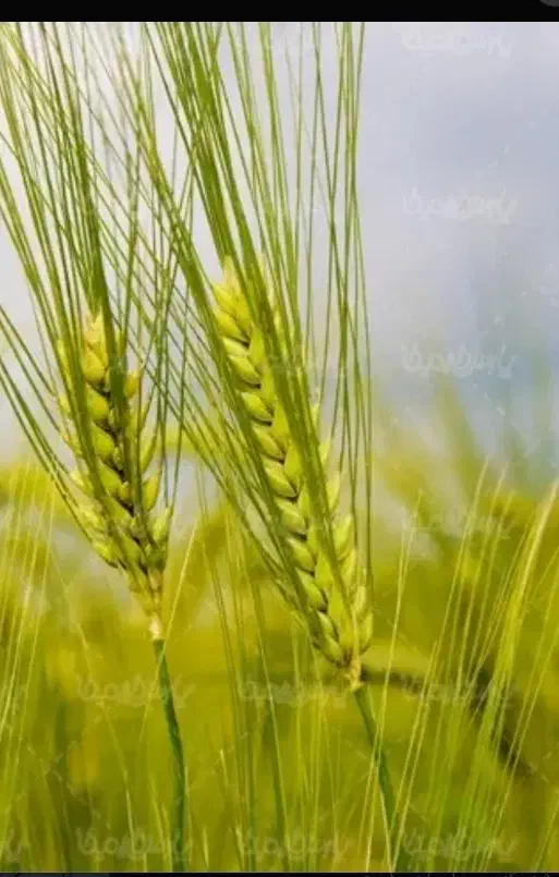 زمین کشاورزی|فروش زمین و ملک کلنگی|امیدیه, |دیوار
