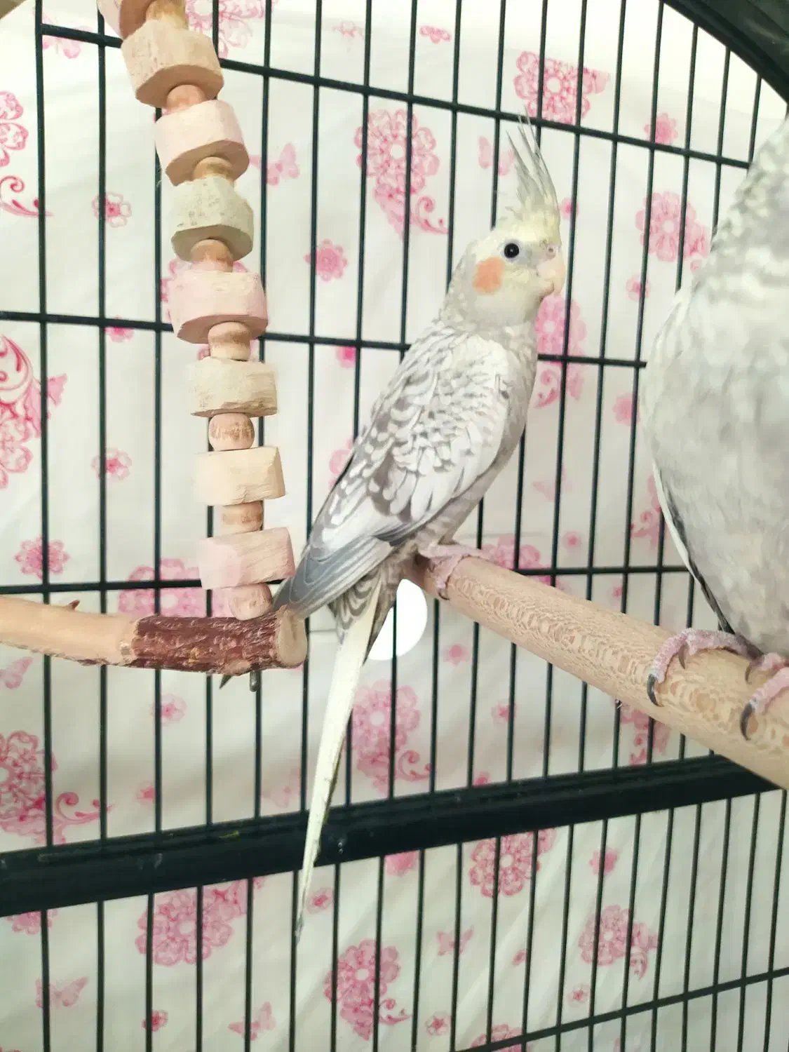 عروس هلندی مرواریدی|پرنده|فولادشهر, C4|دیوار