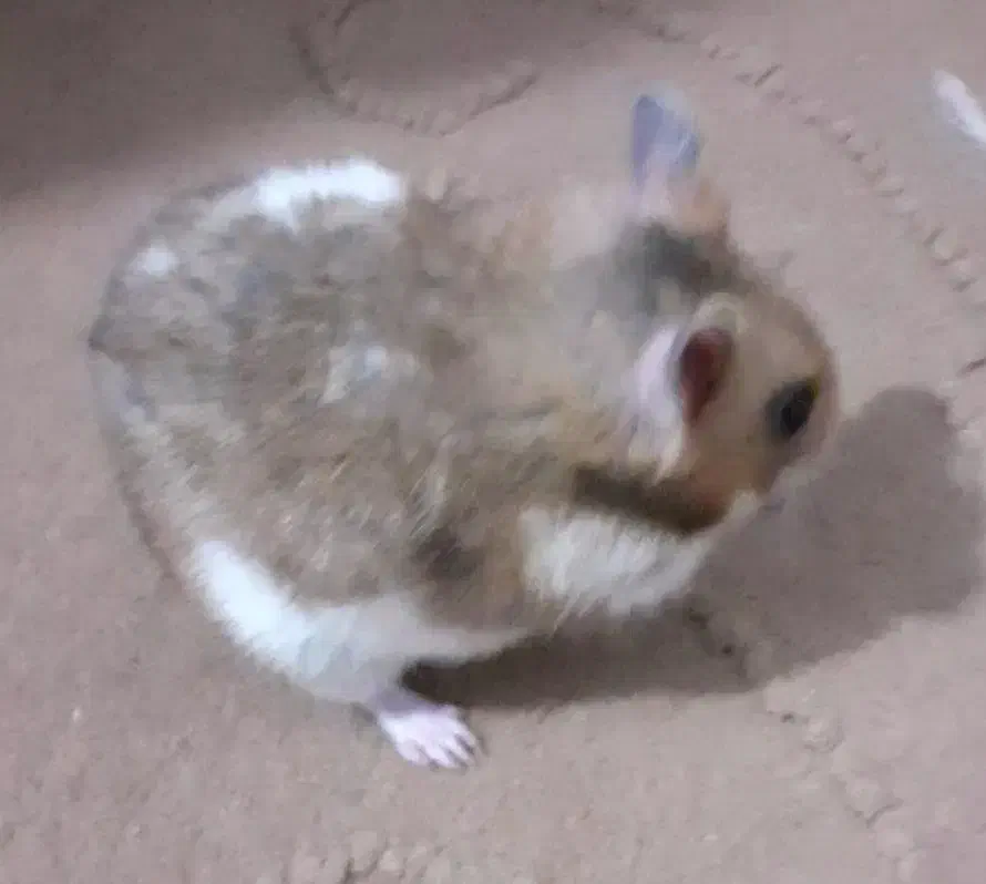 همستر|موش و خرگوش|قزوین, |دیوار