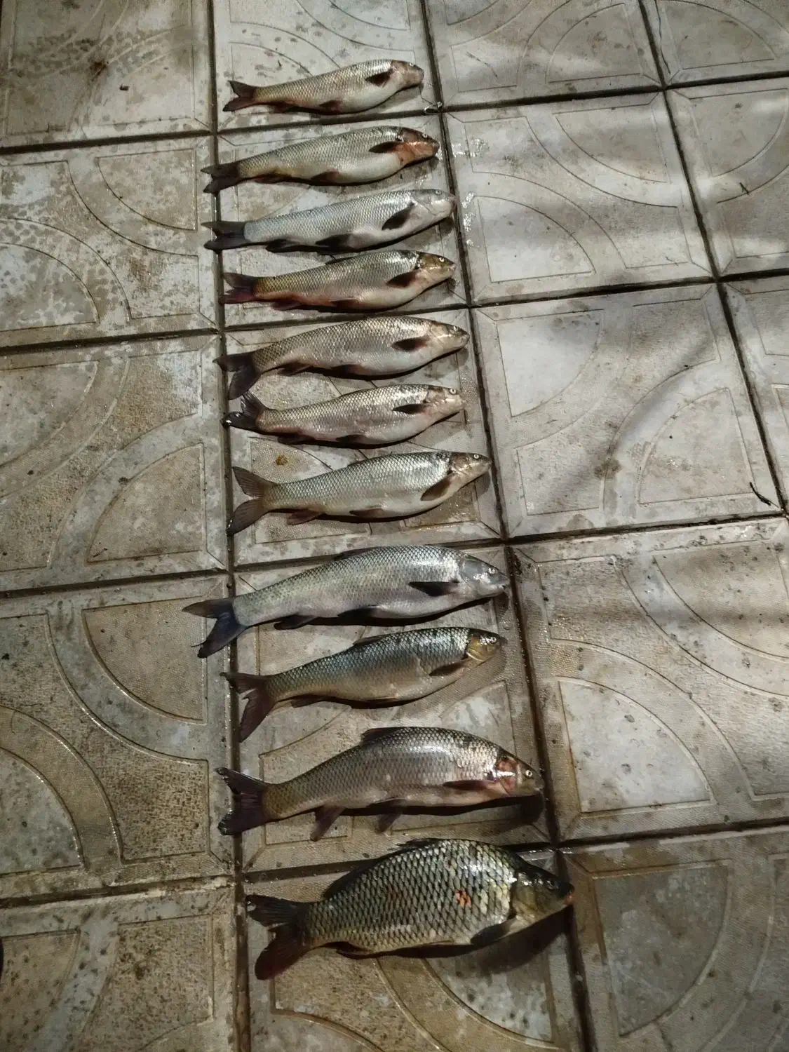 mahei آزاد|ماهی|ارس, |دیوار