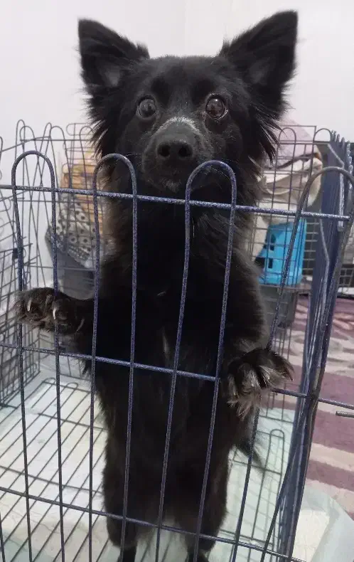 سگ ماده|سگ|قم, عمار یاسر|دیوار