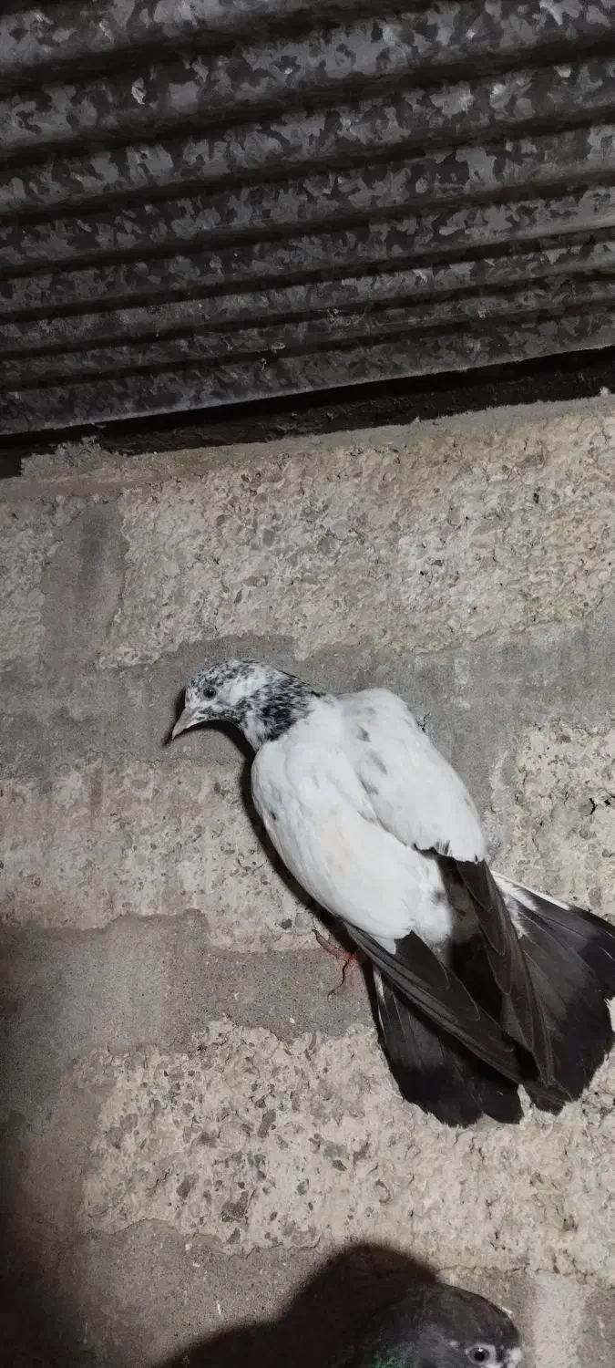 ۸عدد کبوتر پروازی خوش خال|پرنده|لنگرود, |دیوار