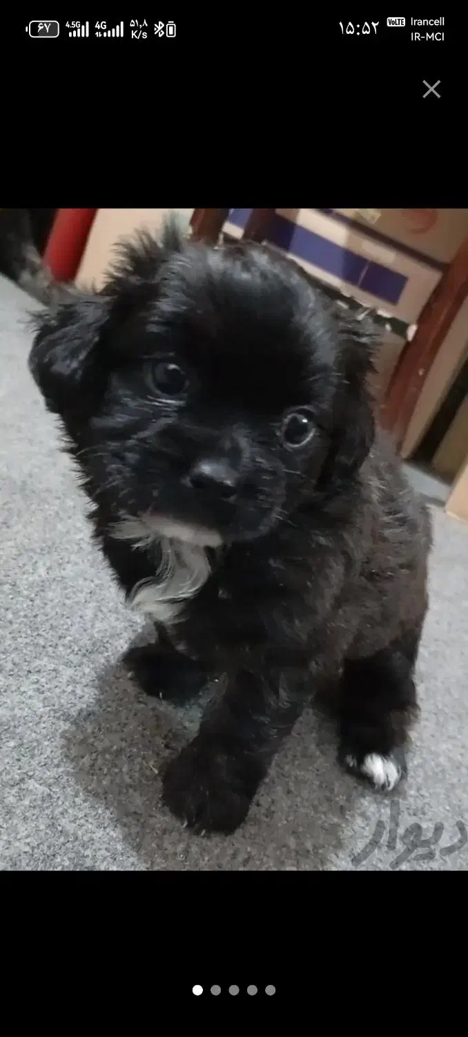 واگذاری یک عدد سگ ماده خانگی|سگ|اندیشه, اندیشه فاز ۳|دیوار