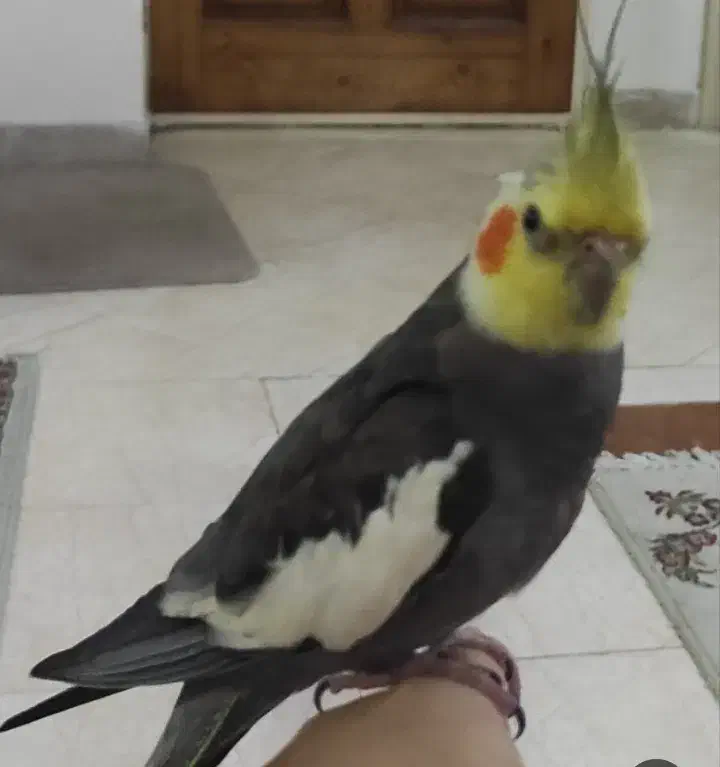 عروس هلندی|پرنده|پارسآباد, |دیوار