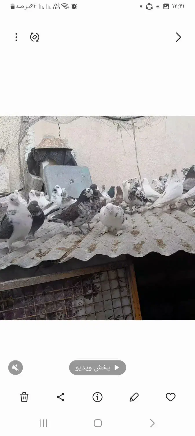 ۴۵ عدد کبوتر|پرنده|رودهن, |دیوار