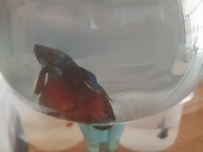 ماهی فایتر|ماهی|مشهد, موعود|دیوار