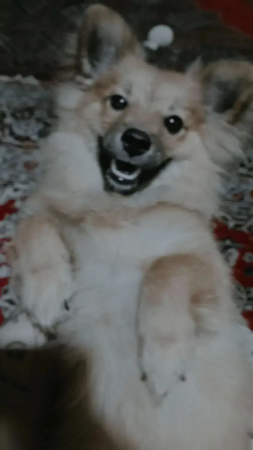 سگ پامر اشپیتز|سگ|قم, باسکول|دیوار