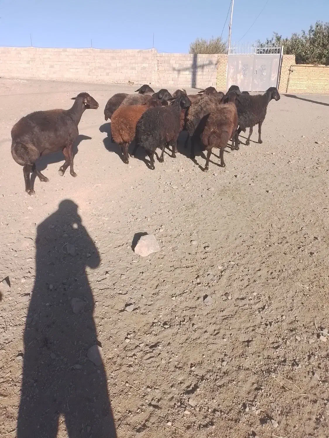 گوسفند جوان۱ ۱عدد|حیوانات مزرعه|اسکو, |دیوار