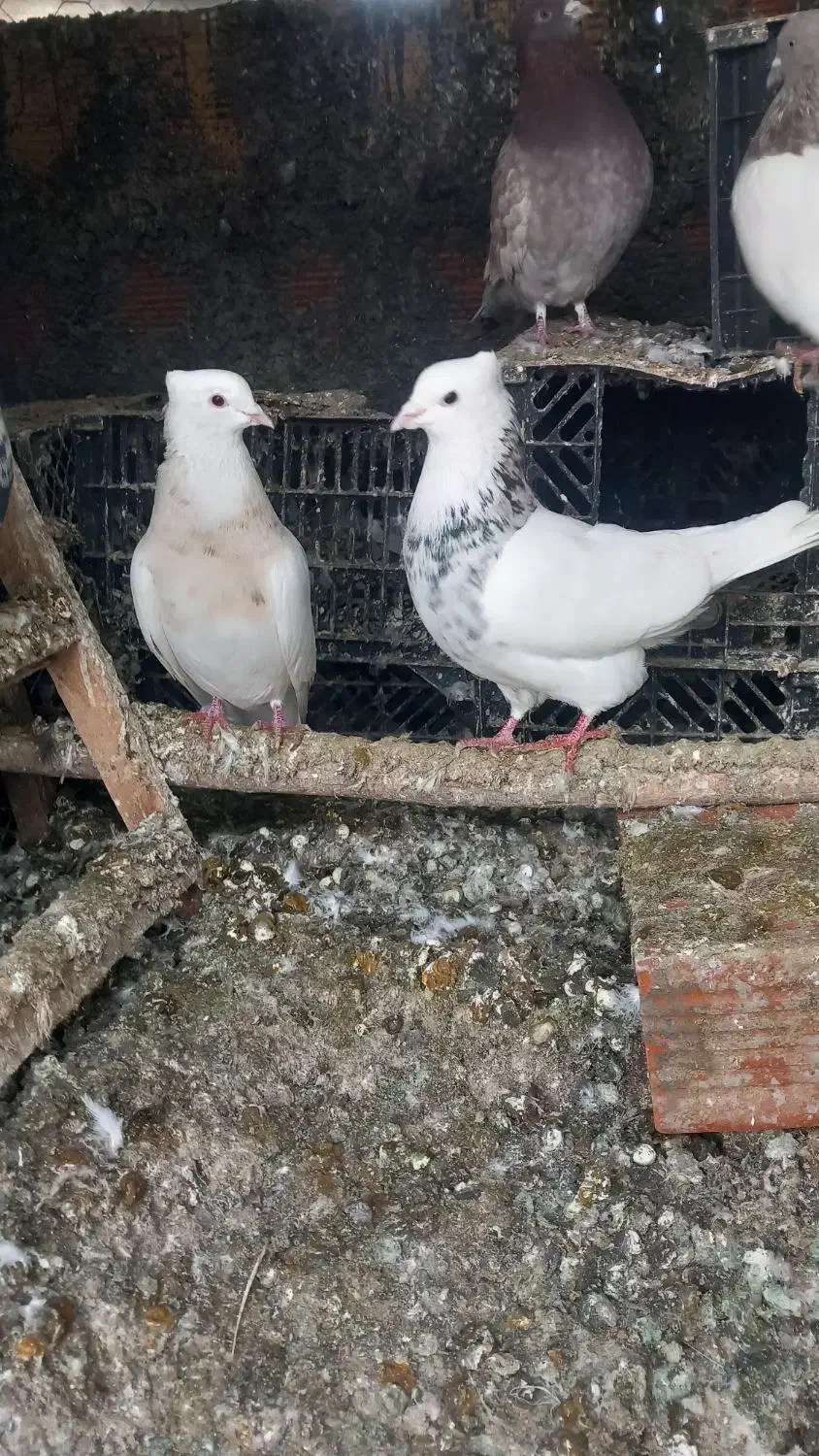 کبوتر طوقی|پرنده|مریوان, |دیوار