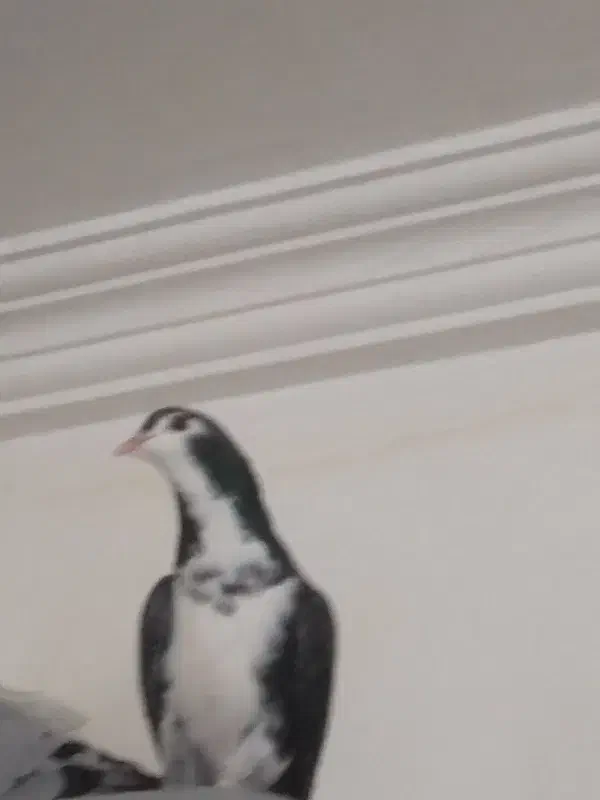 کبوتر|پرنده|بجنورد, |دیوار