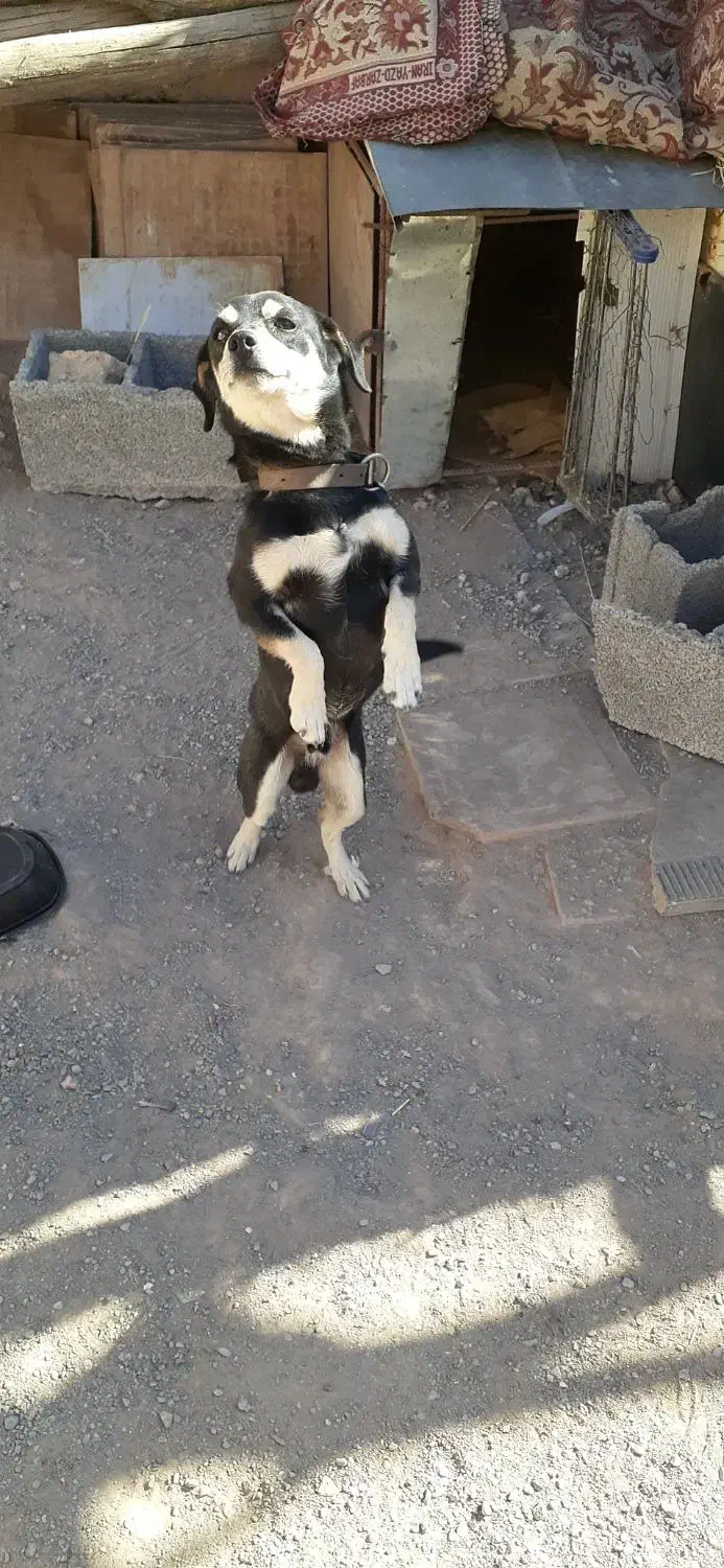 سگ پا کوتاه|سگ|کرمان, |دیوار