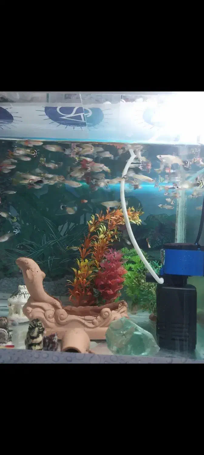 آکواریوم|ماهی|قزوین, |دیوار