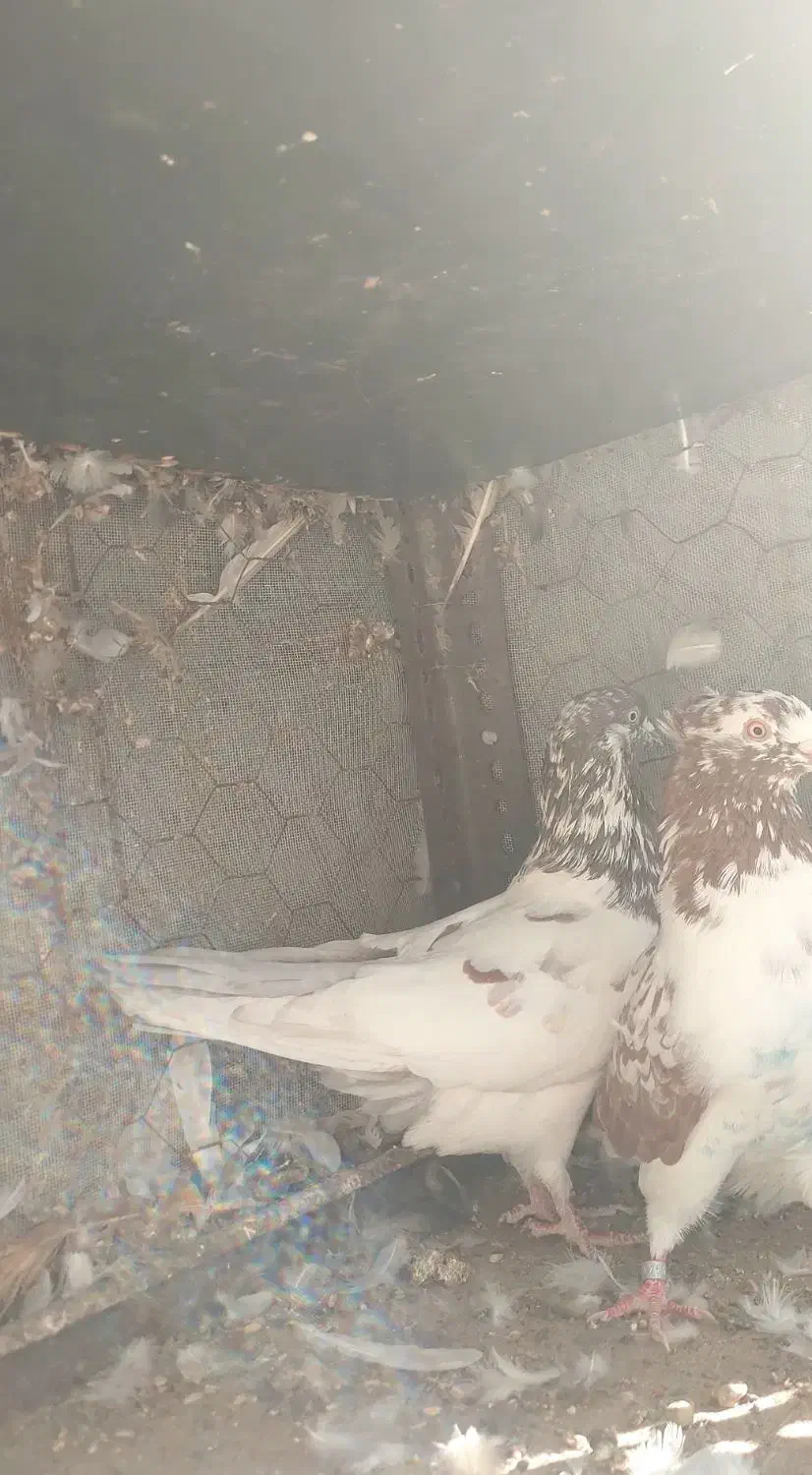 کفتر پرشی|پرنده|بندرعباس, |دیوار