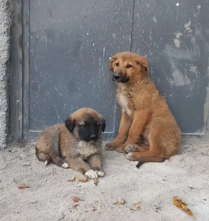 یک جفت توله سگ سرابی|سگ|مبارکه, |دیوار