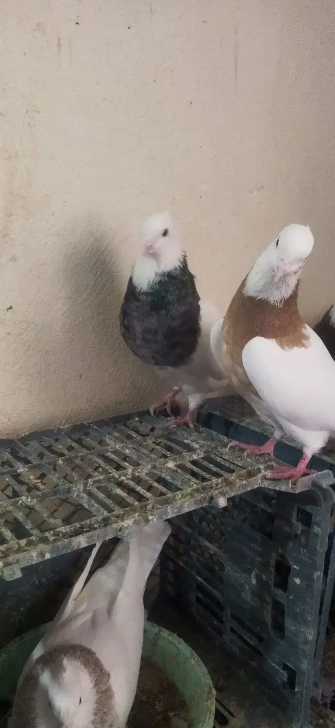 طوقی|پرنده|سارال, |دیوار